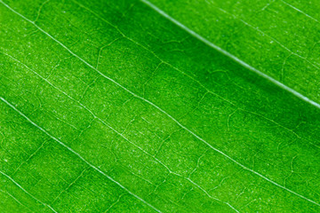  Green leaf texture as background. Texture of nature. Close up.