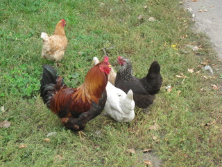Rooster and Chickens. Free Range Cock and Hens