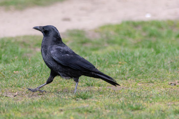 black raven on the grass
