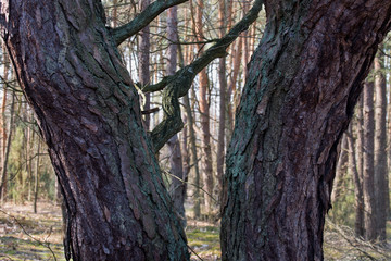 pine tree trunks in forest