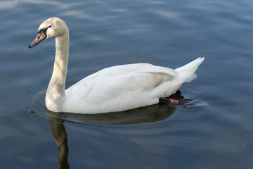 swan on the lake