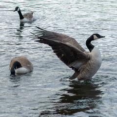 geese