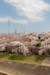 多摩市乞田川の桜並木　東京都多摩市