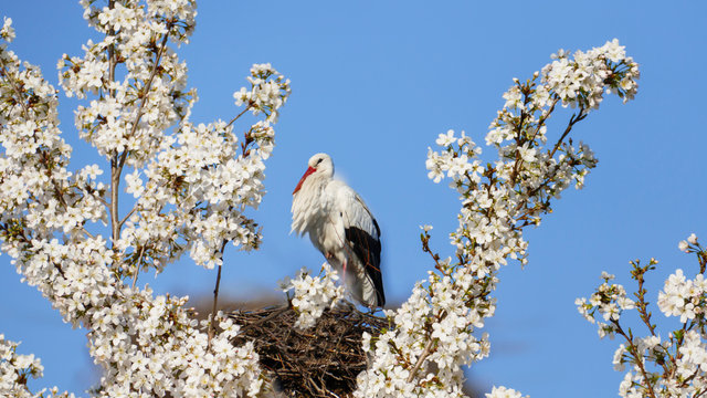 Storch im Nest, hoch &uuml;ber den D&auml;chern der Stadt