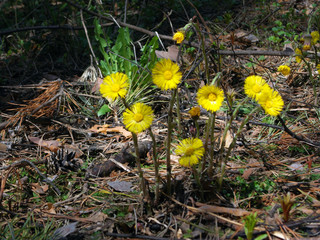 yellow flowers in the garden
