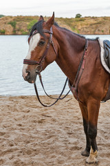 Obraz premium horse on sand river beach