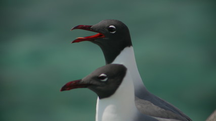 Two black and white seagulls 