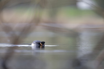 black-necked grebes (Podiceps nigricollis) swimming in a pond in a city in the Netherlands. Swimming alone with warm background colours.
