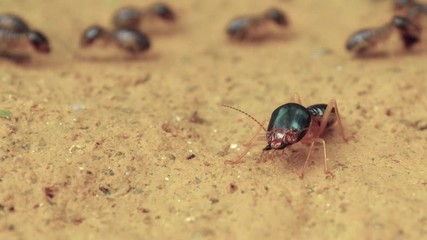 Termite - a soldier at his post