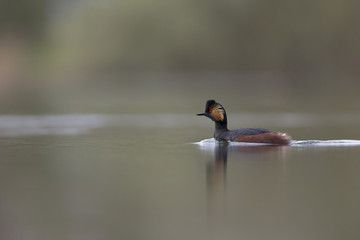 black-necked grebes (Podiceps nigricollis) swimming in a pond in a city in the Netherlands. Swimming alone with warm background colours. © Bouke