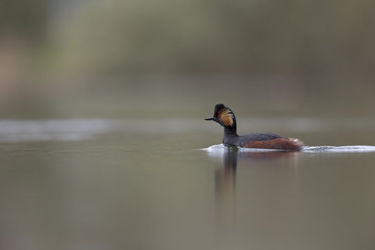 black-necked grebes (Podiceps nigricollis) swimming in a pond in a city in the Netherlands. Swimming alone with warm background colours.