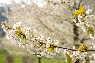 Spring colors in nature 023