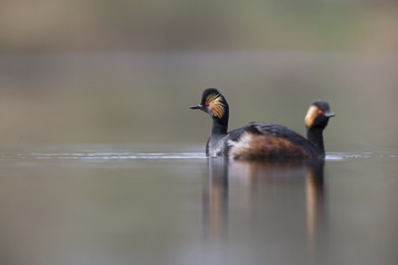 black-necked grebes (Podiceps nigricollis) swimming in a pond in a city in the Netherlands. Swimming together in warm colours.
