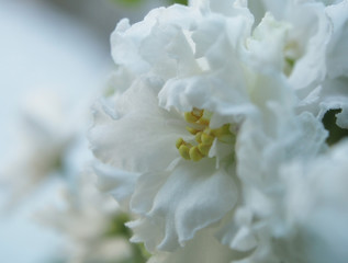 white violet flower in a pot, narrow focus area