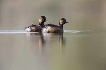 black-necked grebes (Podiceps nigricollis) swimming in a pond in a city in the Netherlands. Swimming together in warm colours.