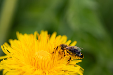 Spring colors in nature 015