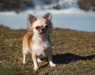 Chihuahua dog standing in a meadow during a walk.