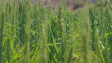 Obraz premium Rice Plantation