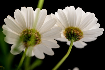 Fototapeta premium daisy flowers blooming in spring