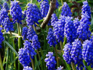 Hyazinthen in Nahaufnahme