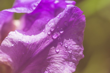 Abstraction purple iris flower after rain pastel image