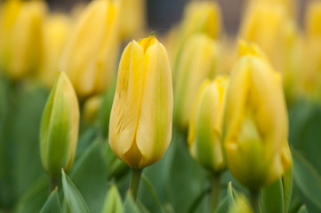  group of yellow Tulips in a tulips field