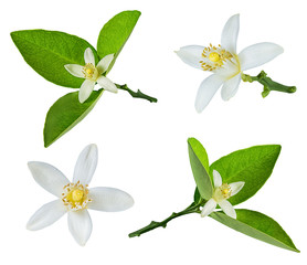 Fresh lemon flower isolated on white background with clipping path