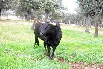 Toro en el campo
