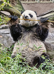 Adult Panda Bear Eating Bamboo