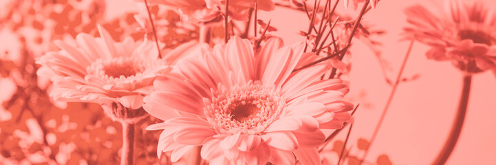 Beautiful bunch of pink gerbera on coral. Banner - obrazy, fototapety, plakaty