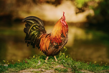 Rooster near river