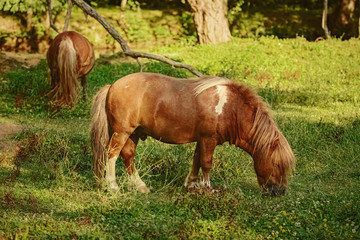 Two ponies on pasture