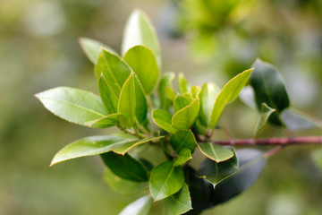 Forest in spring