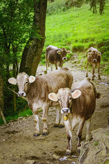 Cows Go to the Pasture