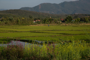 beautiful land of Kengtung. Green  rice feild prosper with water and beautiful background of mountain. 