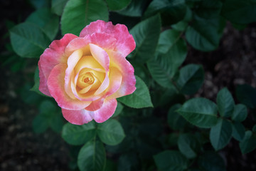 Pink-yellow rose blooming in the garden. Macro photo with shallow depth of field and soft focus. Can be used as a background for greeting cards.