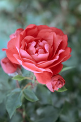 Red rose blooming in the garden. Macro photo with shallow depth of field and soft focus. Natural background.