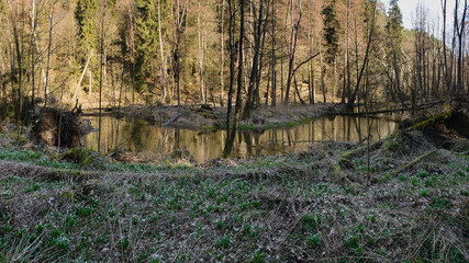 Robecsky potok river in Peklo valley in czech turist region Machuv kraj