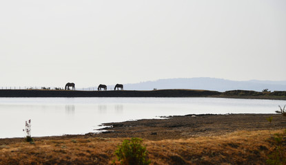 3 Horses Landscape