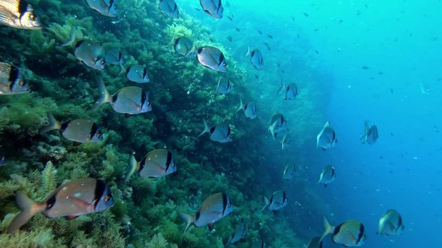 Marine life - Two banded breams swimming close to the camera