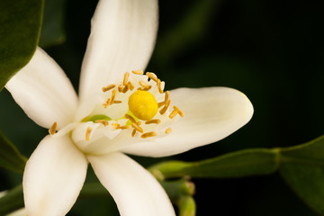 orange flower