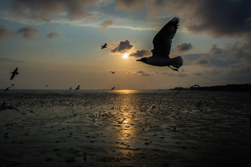 Fototapeta na wymiar Beautiful seagull flying over sea in sunset background.Silhouette of seagull with sunset.