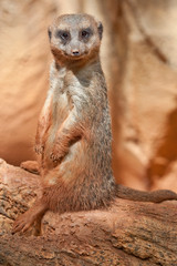 Alert Meerkat Seated on a Log