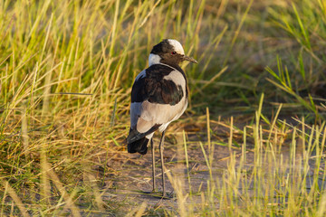 Blacksmith plover bird or Blacksmith lapwing (Vanellus armatus) on ground with long legs. Amboseli National Park, Kenya, Africa. Bird watching on African safari