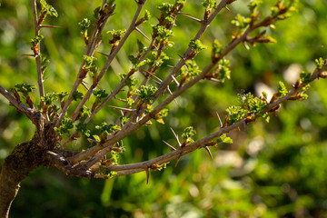 The gooseberry (Ribes uva-crispa, Grossularia uva-crispa) detail. The beginning of the growth of the gooseberry.