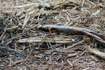 Wood on the floor