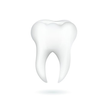 Tooth isolated on white background.
