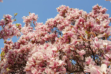 View of magnolia plants and flowers..Magnolia is a large genus in the subfamily Magnolioideae of the family Magnoliaceae with blue sky