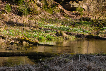Snowflake in Robecske udoli valley in czech turist region Machuv kraj