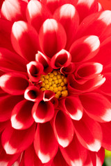 red white dahlia flowers